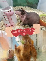 -七巧国萌宠乐园(龙湖天街店)