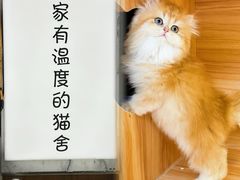 -猫十亿·布偶金渐层·曼基康矮脚猫舍(青年路店)