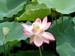 -荔湾湖公园