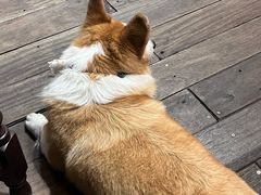 -肥朵食堂(带梦胡同店)