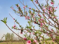 -汉长安城未央宫国家考古遗址公园