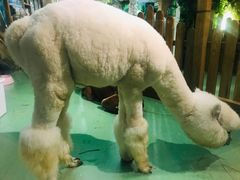 -藦茜花园宠物主题亲子互动体验馆(国顺东路店)