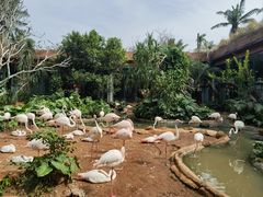 -海南热带野生动植物园