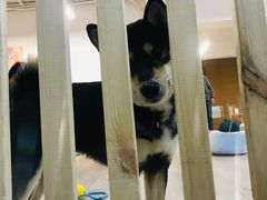 -柴迷FANS CLUB·柴犬狗咖·猫咖