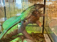 -FAIRYLAND龙族星球主题餐厅(凯丹广场店)