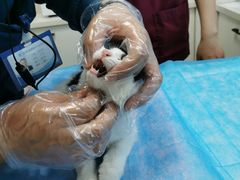 -瑞派·关忠动物医院·猫专科·犬专科(三环新城店)