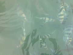 东姑阿都拉曼海洋公园-东姑阿都拉曼海洋公园