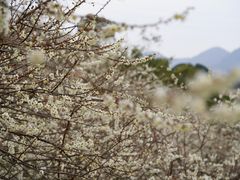 -广州市流溪河国家森林公园