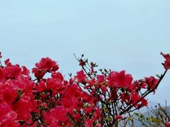 -午潮山国家森林公园