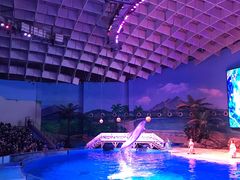 -海合安武汉极地海洋公园