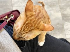 -楼上猫咖(罗湖店)