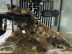 -酷以爬仙阁实体爬宠店·守宫·蜥蜴·专业繁育