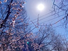-桃花堤公园