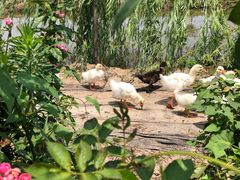 -同銮特种养殖场·龙虾垂钓