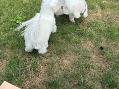 -爪吧宠物乐园 (温榆河示范区店)