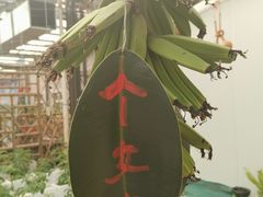 -淄博花灯齐彩城