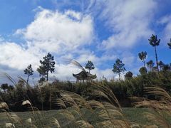 -军营村