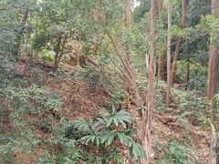 -深圳仙湖植物园