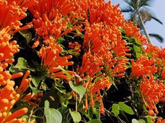-桃花涧