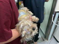 -达爱动物医院·犬猫分区·CT·复杂眼科(远洋山水分院)