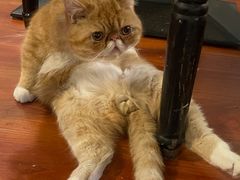 -猫小院猫主题咖啡厅(北锣店)