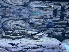 -重庆欢乐海底世界