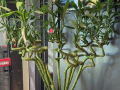 -柴窝堡7号辣子鸡新疆菜(黑金冠店)