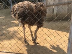 -意大利农场度假村