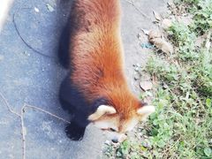 -合肥野生动物园
