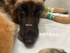 -北京派仕佳德动物医院·超导核磁·CT·神经科·骨科·内外科·急重症管理中心