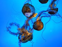 -太平洋海底世界