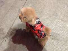 -米苏动物医院·犬猫专科·骨科外科内窥镜