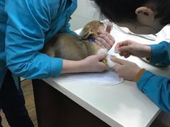 -甄爱宠物医院(疏影路店)