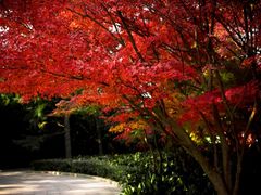 -上海市龙华烈士陵园