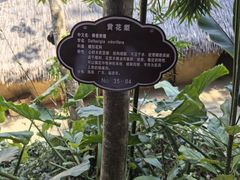 -海南槟榔谷黎苗文化旅游区