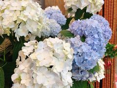 -双季花艺园艺市场(浦东店)