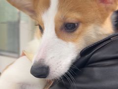 -佳雯宠物医院·皮肤科·内外科(春晓路分院)