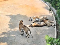 -大连森林动物园