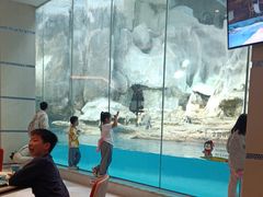 -帝企鹅自助餐厅•儿童岛•真企鹅(长隆企鹅酒店)