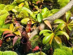 -国家植物园南园