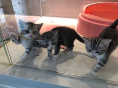 -糯米喵星人总部直营旗舰店·猫舍·幼猫出售