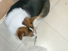 -宠福鑫康馨动物医院·骨科·眼科