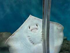 -上海海洋水族馆