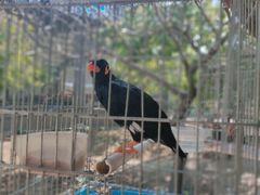 -兰陵国家农业公园