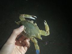 -广东惠东海龟国家级自然保护区