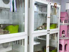 -青奢宠物·青奢猫舍