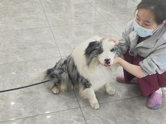-瑞鹏宠物医院·骨外科·心肾科·肿瘤科(九亭店)