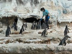 -帝企鹅自助餐厅•儿童岛•真企鹅(长隆企鹅酒店)