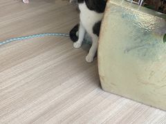 -藏猫猫咖啡主题馆(中央大道店)