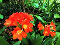 -墨尔本皇家植物园